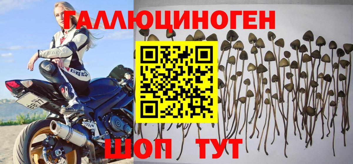 Ликино-Дулёво  Псилоцибиновые грибы GOLDEN TEACHER  Вход с VPN 